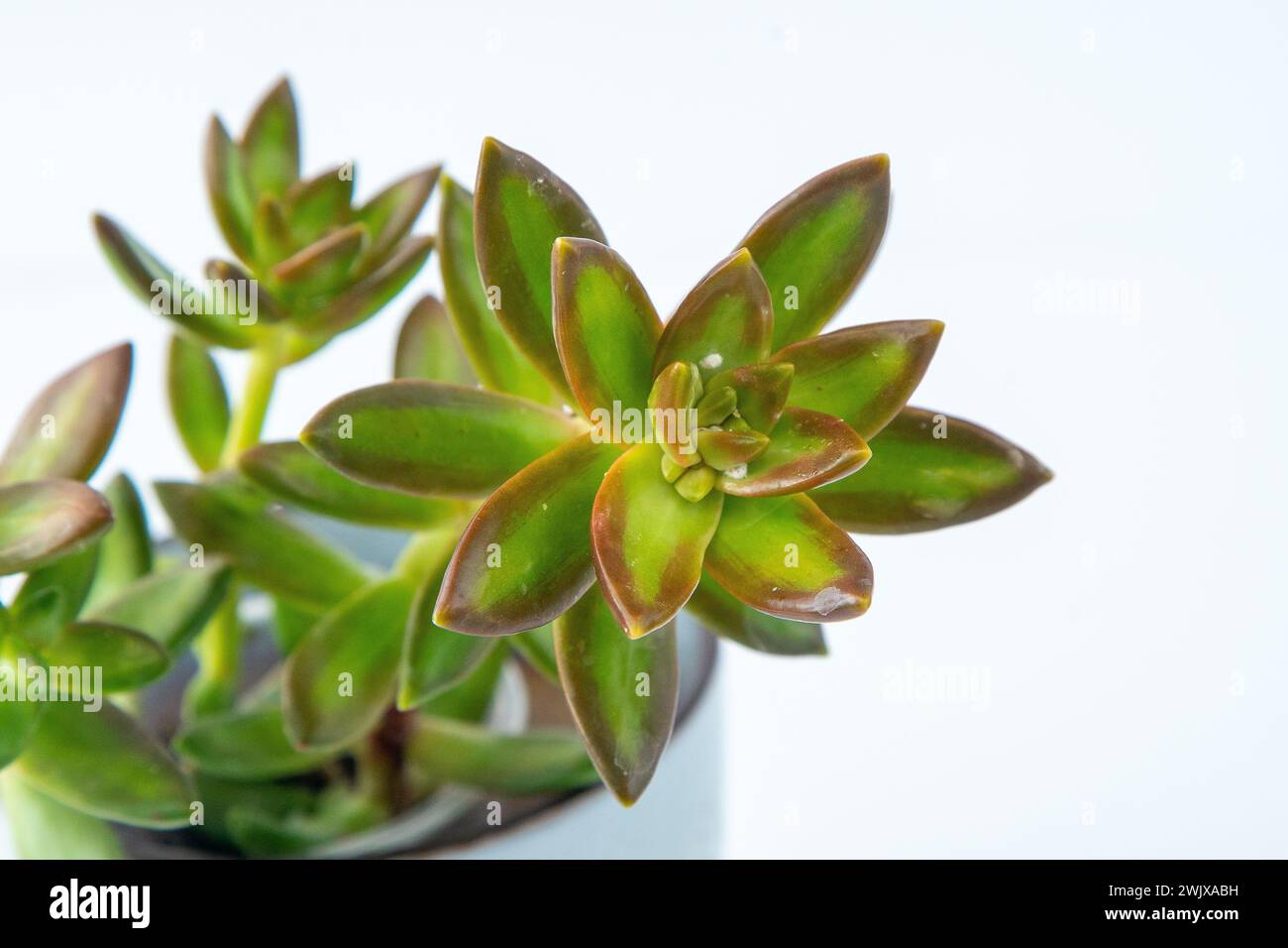 Sedum adolphii pianta di Firestorm succulenta in vaso. Piccolo fiore verde su sfondo bianco Foto Stock