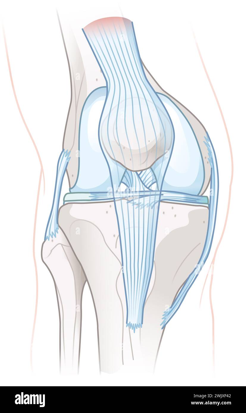 Illustrazione che mostra l'anatomia sana dell'articolazione del ginocchio. Foto Stock