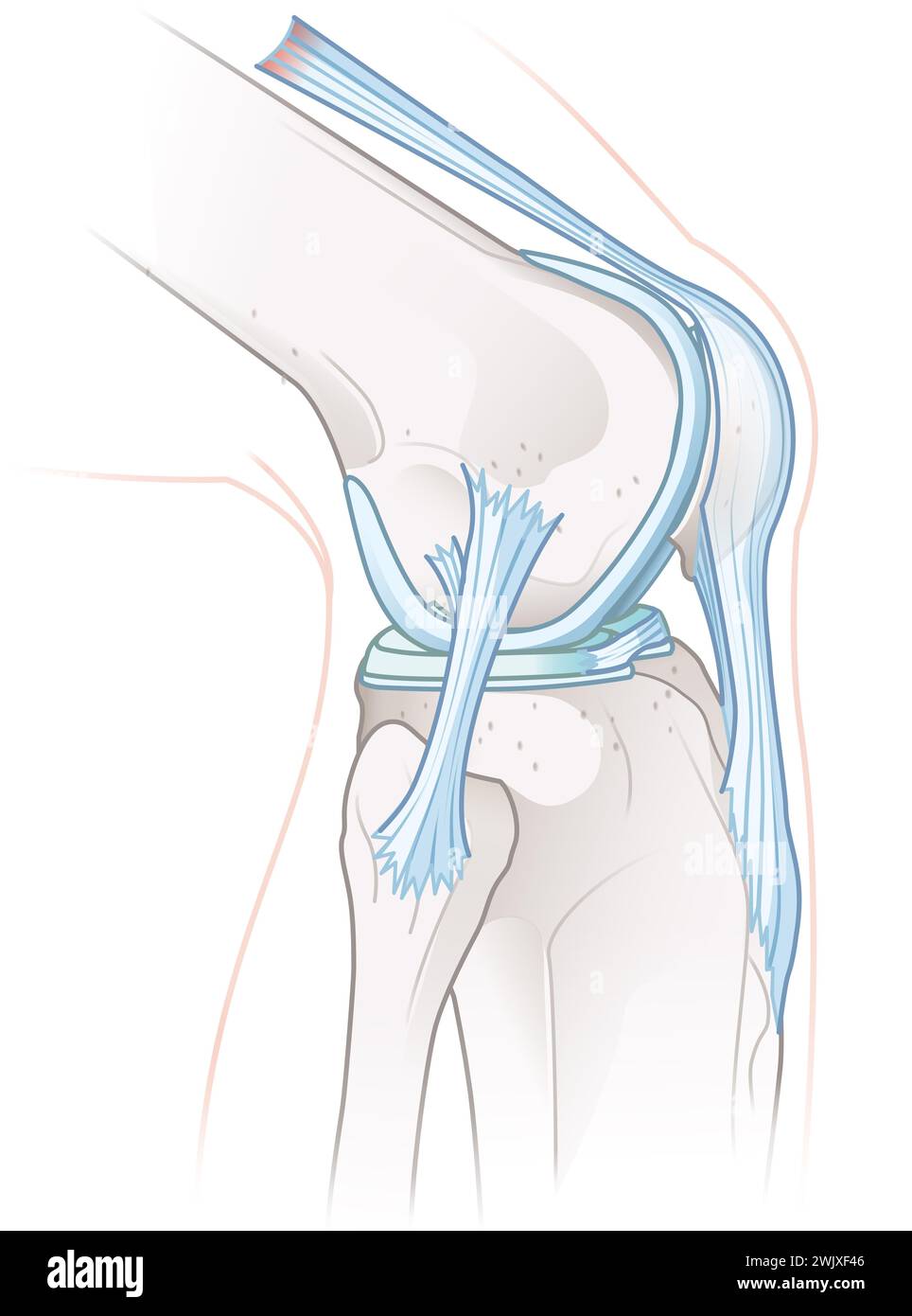 Illustrazione che mostra l'anatomia sana dell'articolazione del ginocchio. Foto Stock