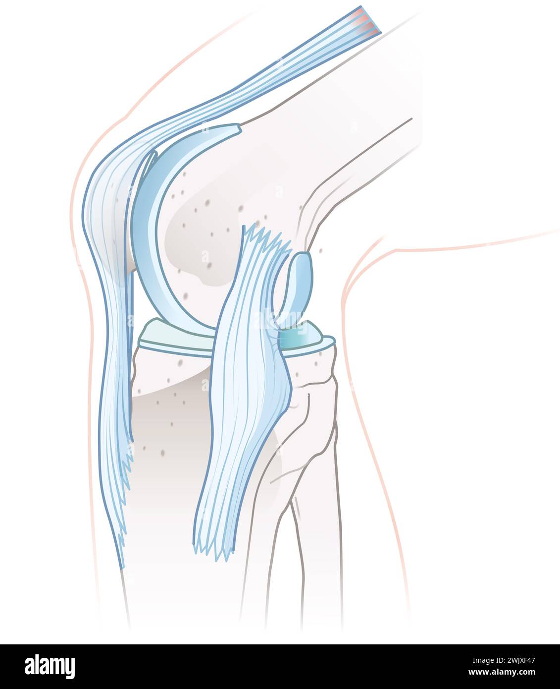 Illustrazione che mostra l'anatomia sana dell'articolazione del ginocchio. Vista mediale. Illustrazione Foto Stock