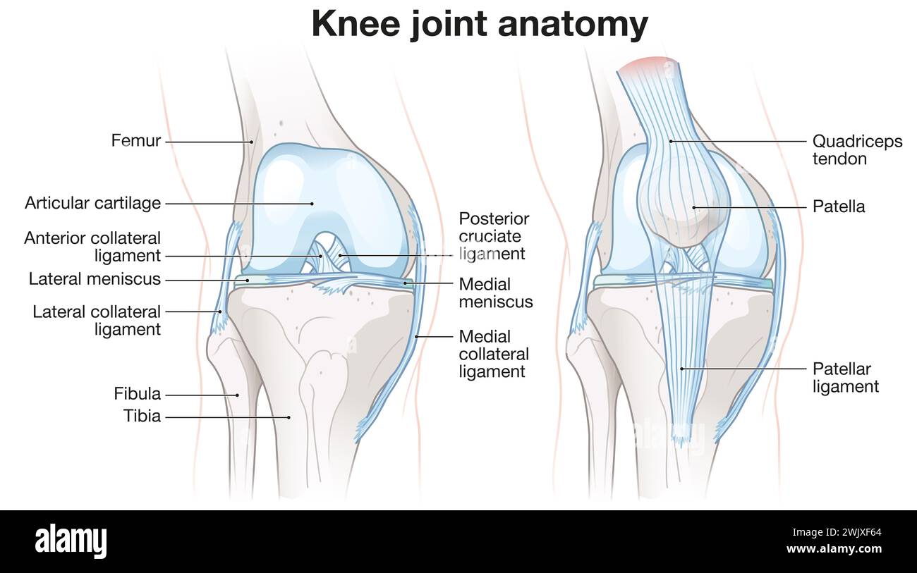 Anatomia articolare sana del ginocchio. Illustrazione etichettata Foto Stock