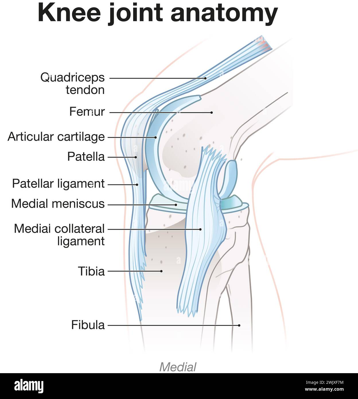 Illustrazione che mostra l'anatomia dell'articolazione del ginocchio. Vista mediale. Illustrazione etichettata Foto Stock