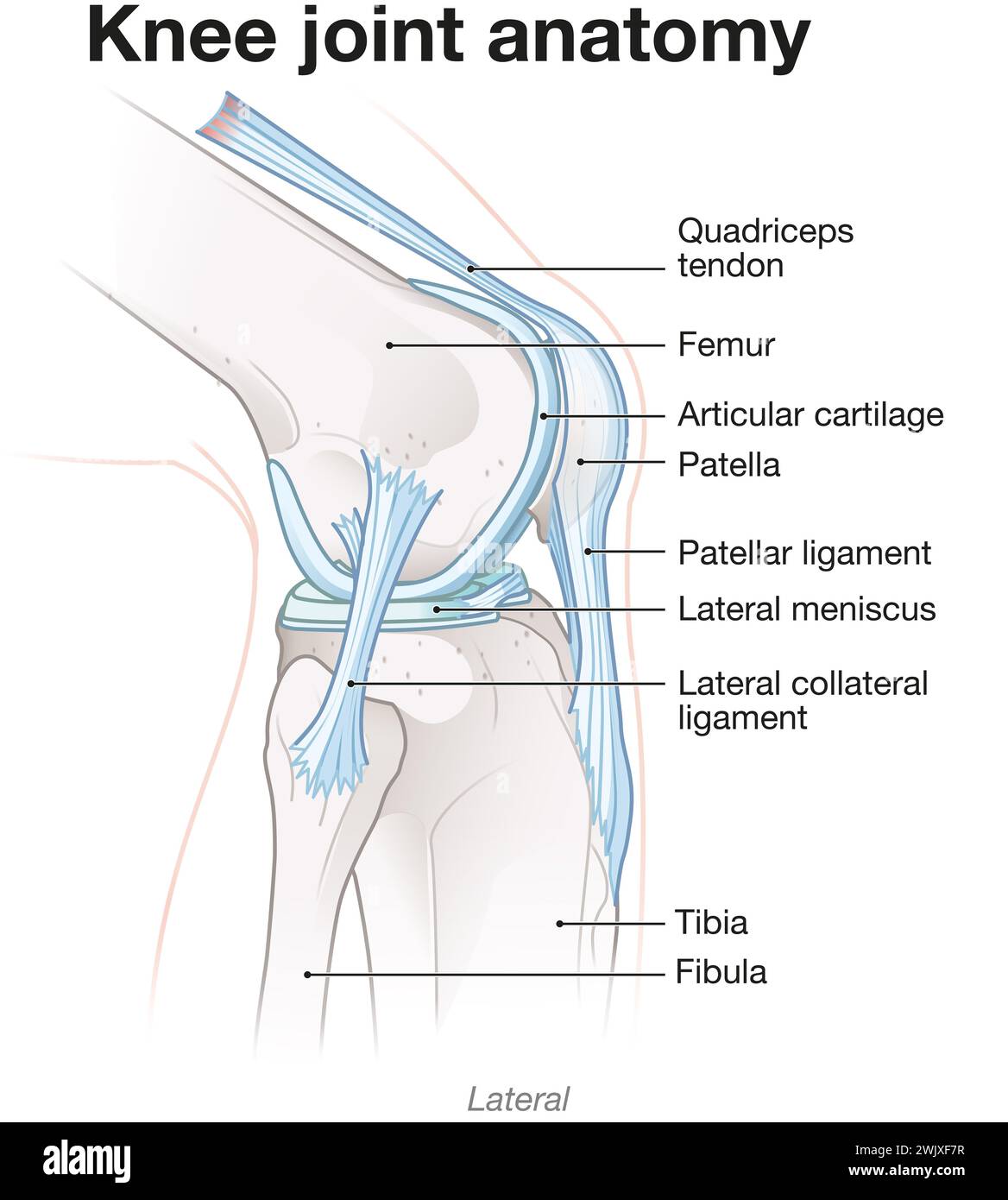 Anatomia articolare sana del ginocchio. Etichettato. Illustrazione 3D. Foto Stock