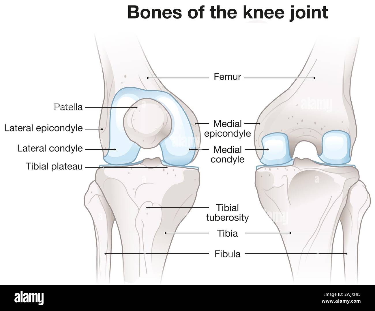Illustrazione 3D che mostra le ossa e la cartilagine di un'articolazione del ginocchio. Vista laterale. Etichettato. Foto Stock