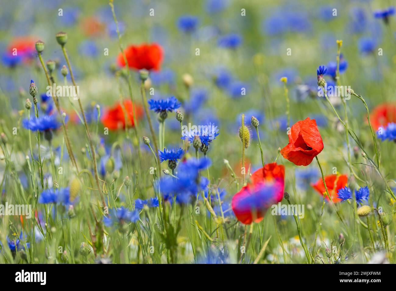 Einzelne Mohnblüten papaver blühen zwischen Kornblumen Centaurea cyanus am Feldrand, Sächsisches Elbland, Sachsen, Deutschland *** fiore di papavero singolo Foto Stock