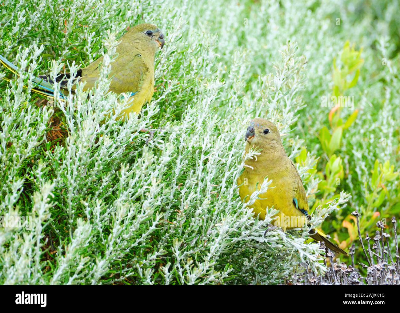 Due pappagalli rocciosi, Neophema petrophila, una piccola specie di pappagallo che si nutre della vegetazione costiera di Cape Leeuwin, nel sud-ovest dell'Australia occidentale. Foto Stock