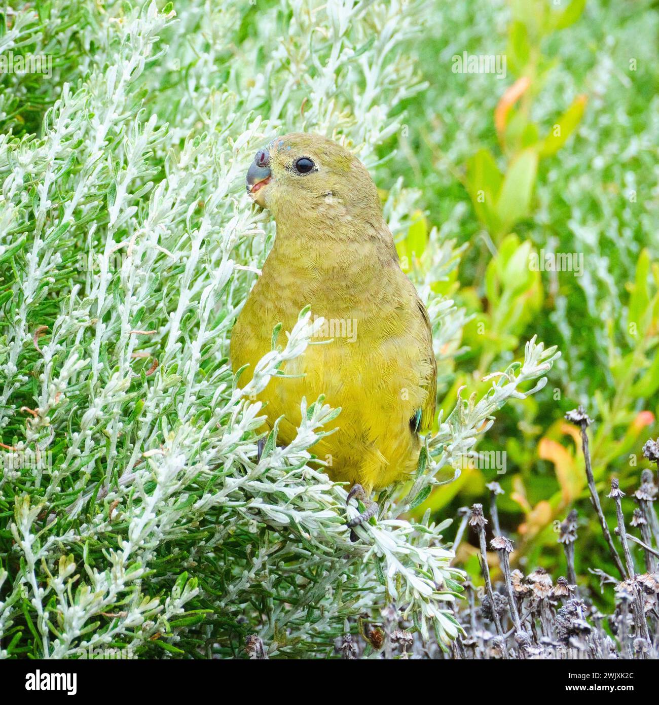 Pappagallo di roccia, Neophema petrophila, una piccola specie di pappagallo che si nutre della vegetazione costiera di Cape Leeuwin nel sud-ovest dell'Australia occidentale. Foto Stock