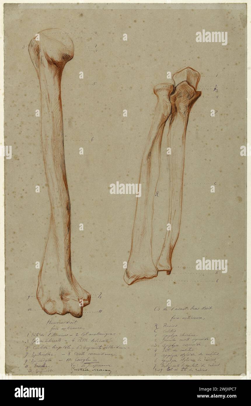 Arthur-Joseph Guéniot (1866-1951). Studio anatomico. Tre ossa: Omero, raggio e cubitus destro. Sangue. Museo delle Belle Arti della città di Parigi, Petit Palais. Disegno, XIX XIX XIX XIX XIX XIX XIX secolo, XX XX XX XX XX XX XX XX XX XX XX XX XX XX XX secolo Foto Stock