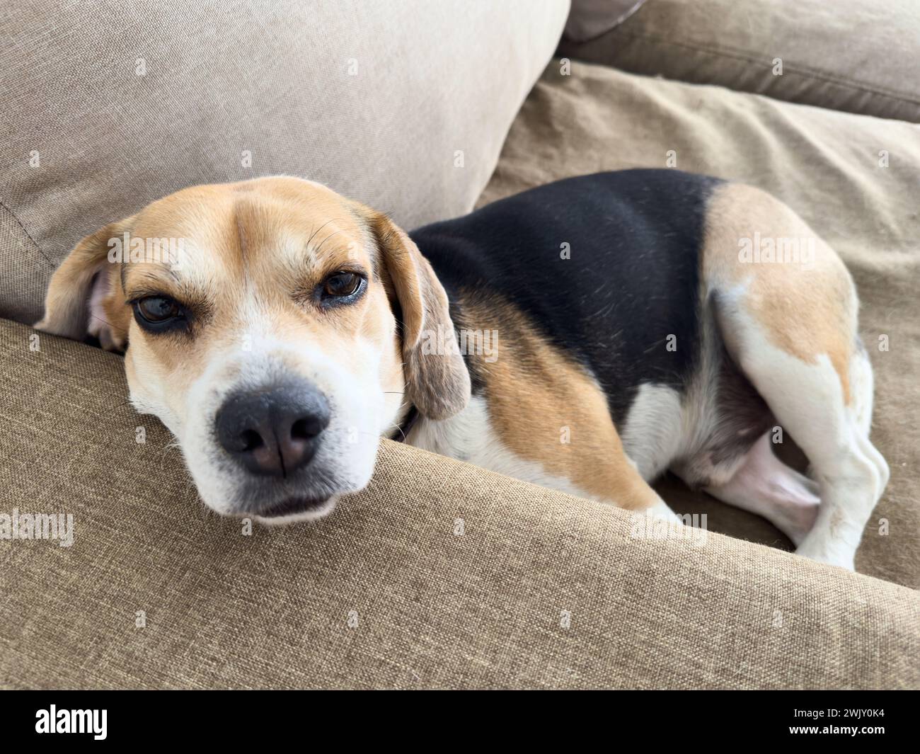 Il cane Beagle sdraiato sul divano e dorme in un ambiente accogliente all'interno della casa Foto Stock