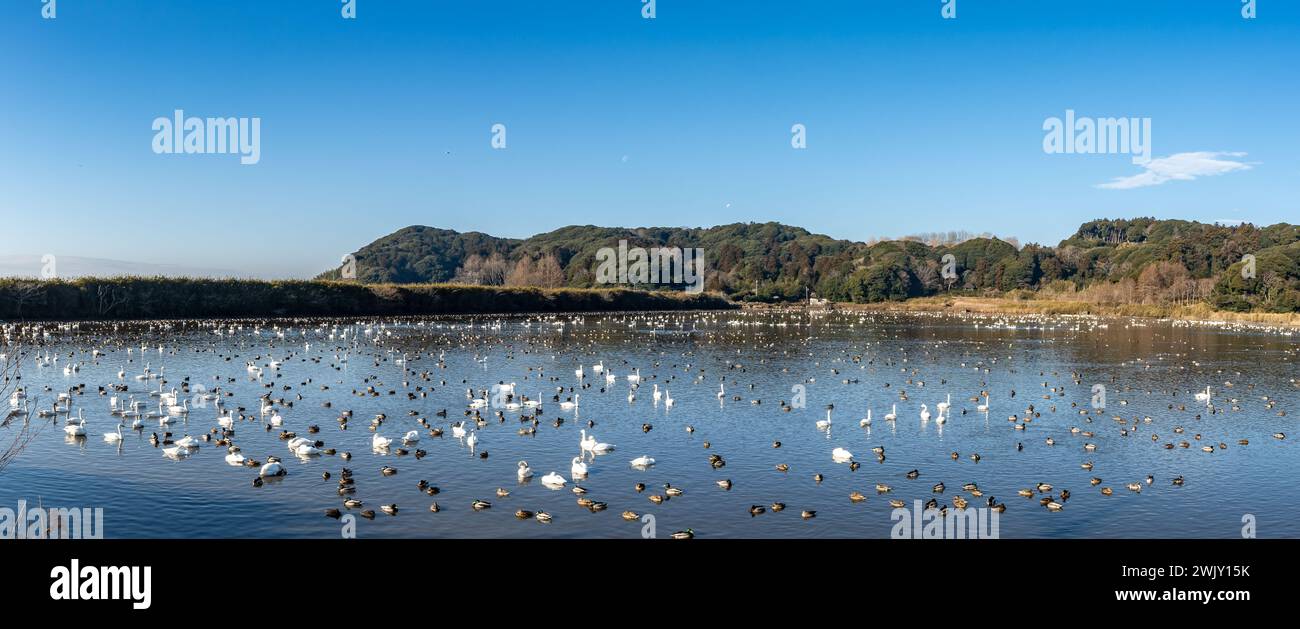 Migliaia di polli d'acqua si riuniscono in un lago per l'inverno. Chiba, Giappone. Foto Stock