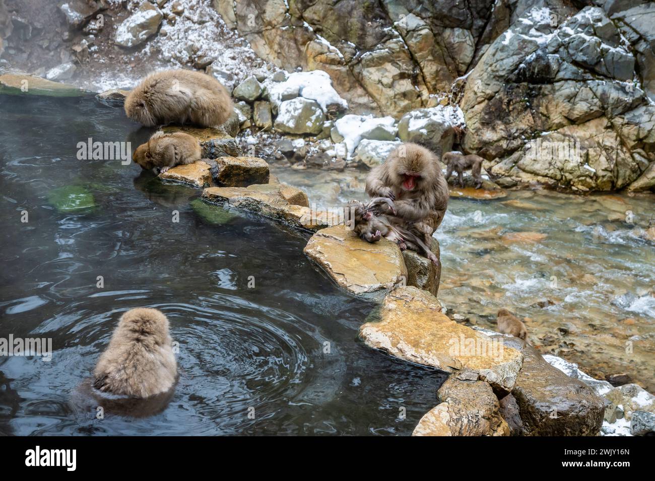 Macachi giapponesi (Macaca fuscata) che fanno il bagno nelle sorgenti termali calde presso il Parco delle scimmie delle nevi (地獄谷野猿公苑). Nagano, Giappone. Foto Stock
