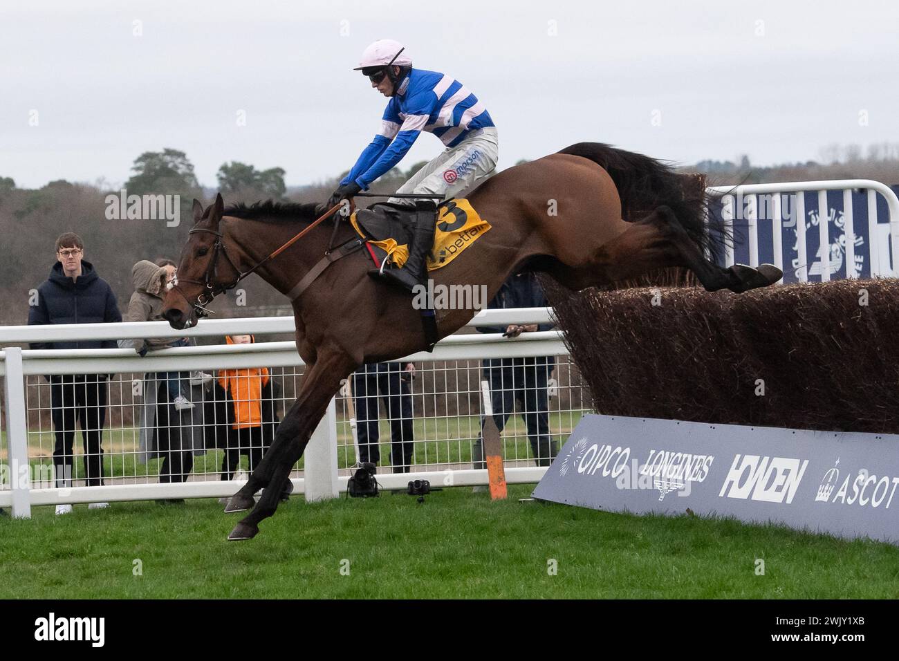 Ascot, Berkshire, Regno Unito. 17 febbraio 2024. Jockey Harry Cobden cancella l'ultimo giocatore sul cavallo PIC D'Orhy prima di vincere il concorso Betfair Ascot Steeple Chase al Betfair Ascot Chase Raceday all'Ascot Racecourse. Il proprietario, signora Johnny de la Hey. Allenatore Paul Nicholls, Ditcheat. Sponsorizza Morson Group. Crediti: Maureen McLean/Alamy Live News Foto Stock