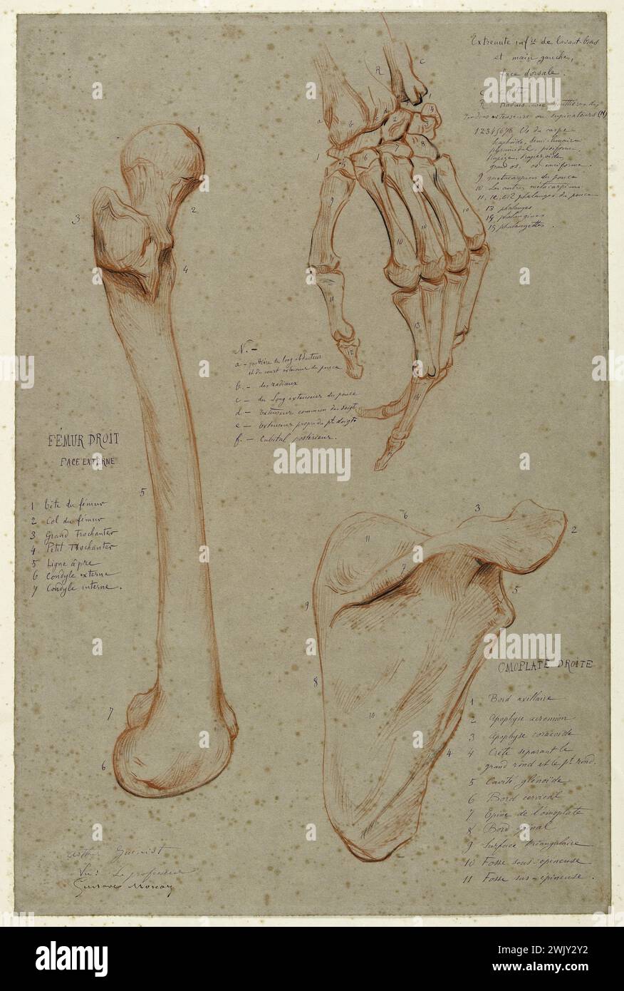 Arthur-Joseph Guéniot (1866-1951). Tre studi: Femore destro; faccia dorsale sinistra; scapola destra. Sangue. Museo delle Belle Arti della città di Parigi, Petit Palais. Disegno, XIX XIX XIX XIX XIX XIX XIX secolo, XX XX XX XX XX XX XX XX XX XX XX XX XX XX XX secolo Foto Stock