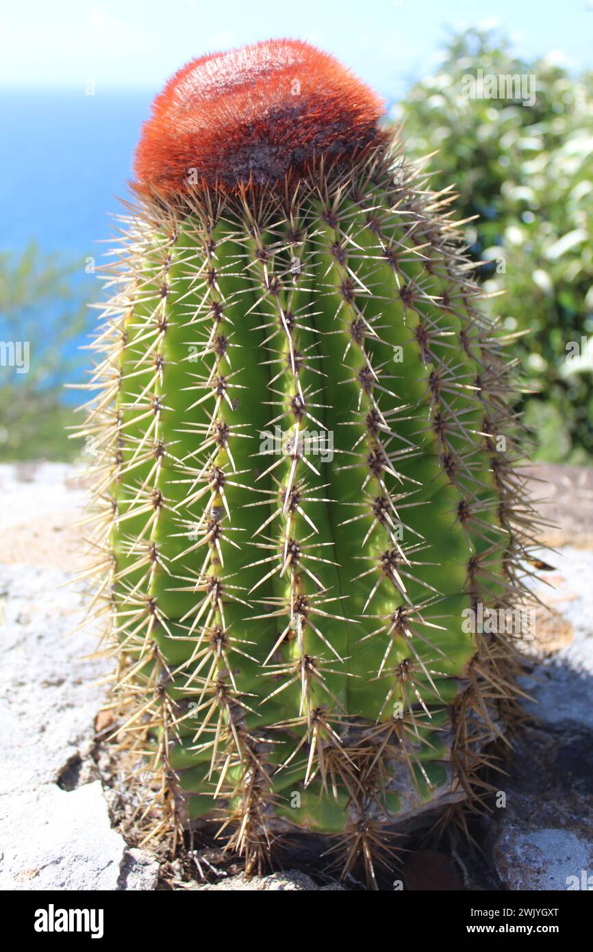 Cactus testa di Turk con il Mar dei Caraibi sullo sfondo ad Antigua Foto Stock