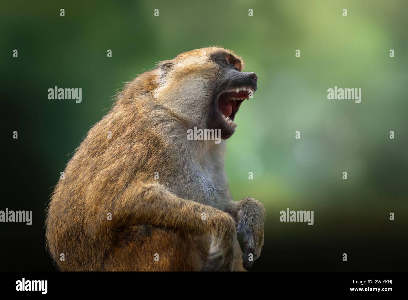 Olive Baboon (Papio anubis) - scimmia del Vecchio mondo Foto Stock