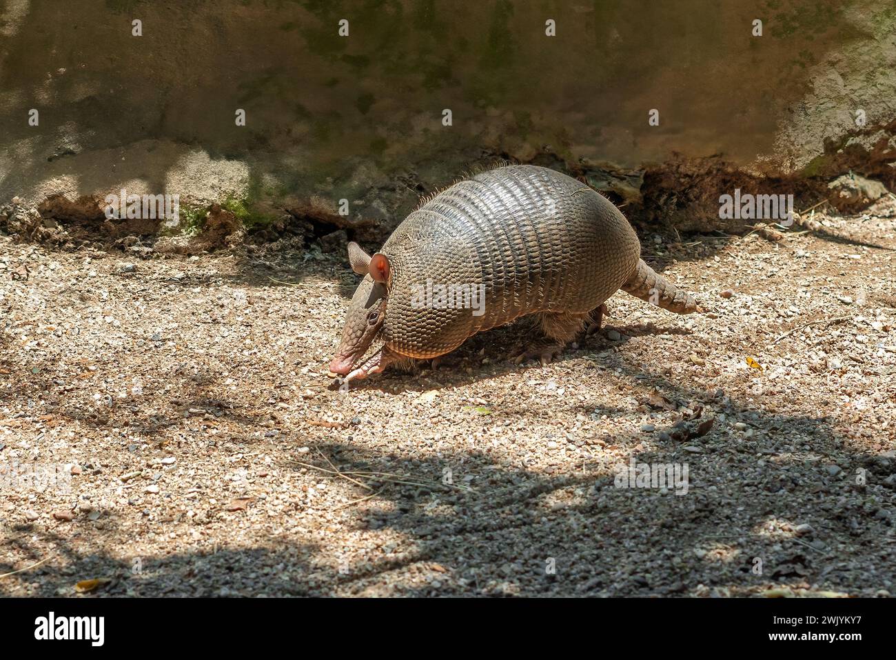 Armadillo a nove bande (Dasypus novemcinctus) o Armadillo a naso lungo Foto Stock