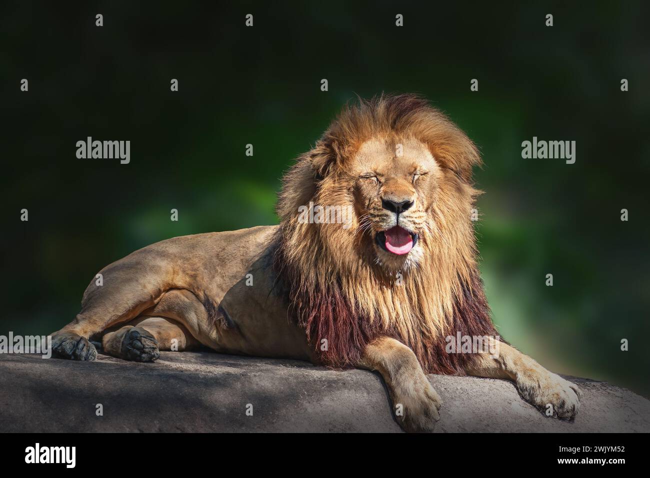 Leone dell'Africa sud-occidentale (Panthera leo bleyenberghi) - Leone dell'Angola Foto Stock