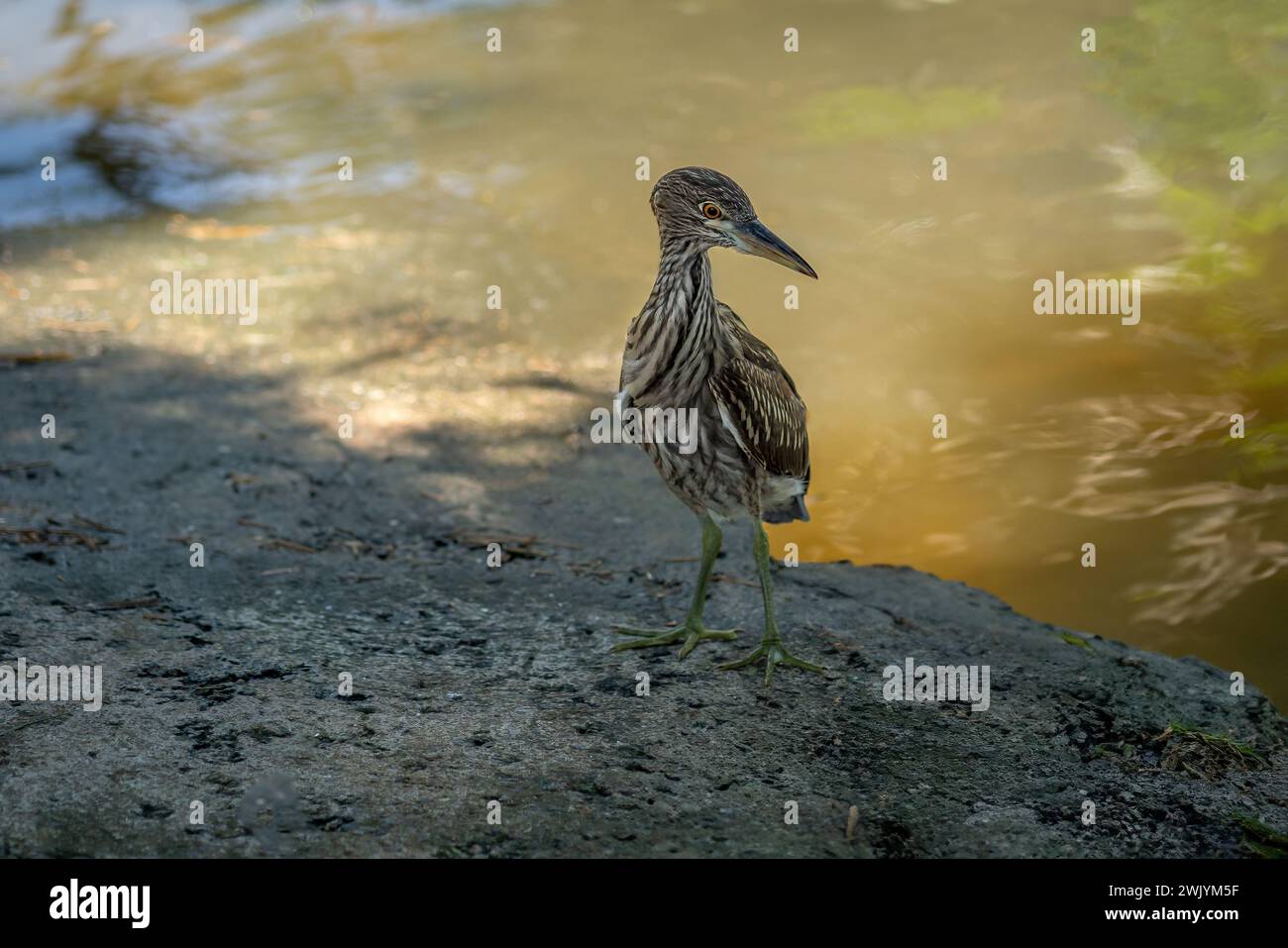 Giovane uccello d'Heron striato (Butorides striata) Foto Stock