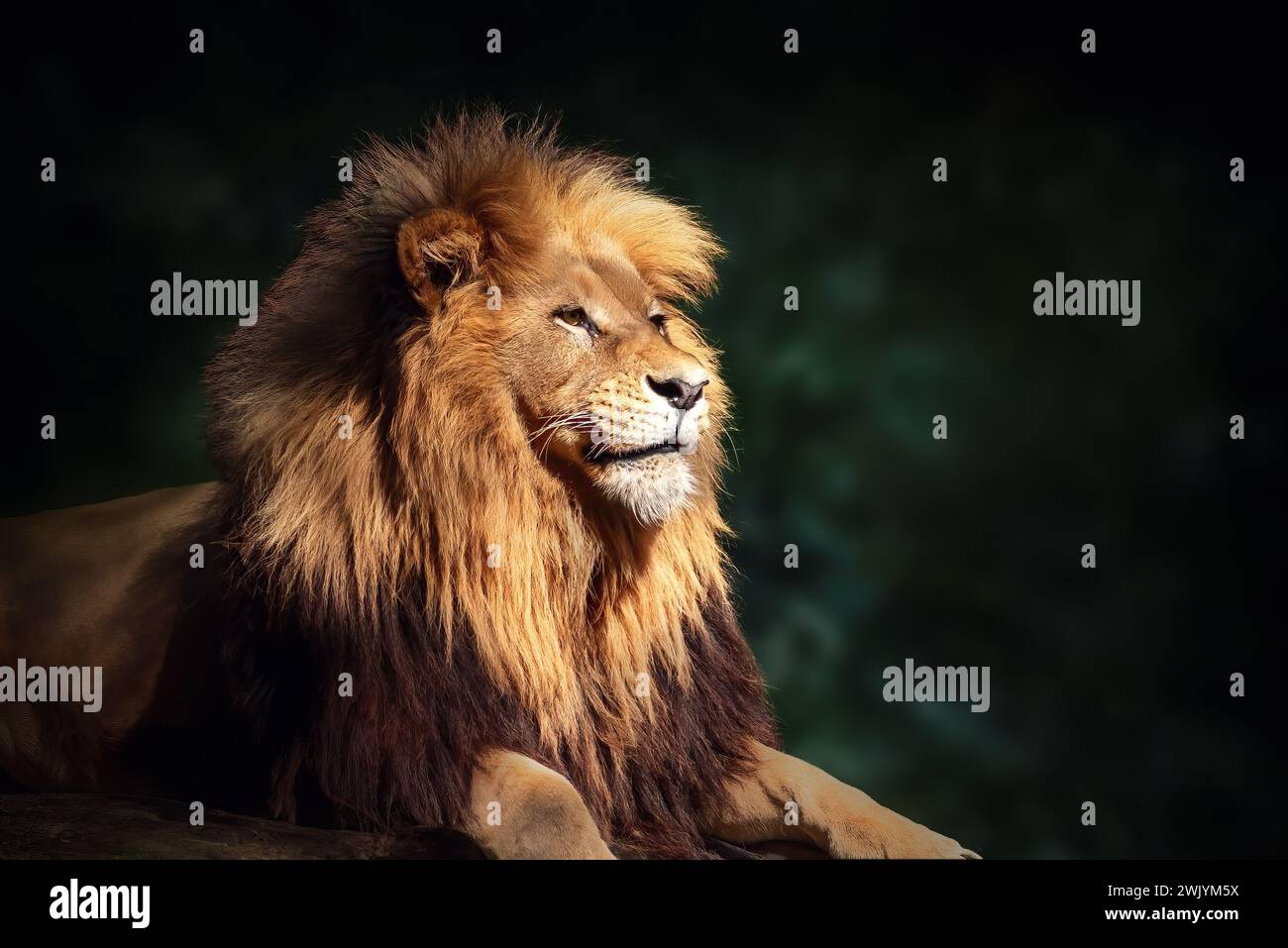 Leone dell'Africa sud-occidentale (Panthera leo bleyenberghi) - Leone dell'Angola Foto Stock