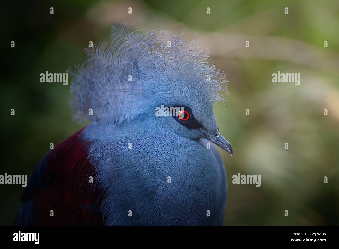 Piccione coronato occidentale (Goura cristata) Foto Stock