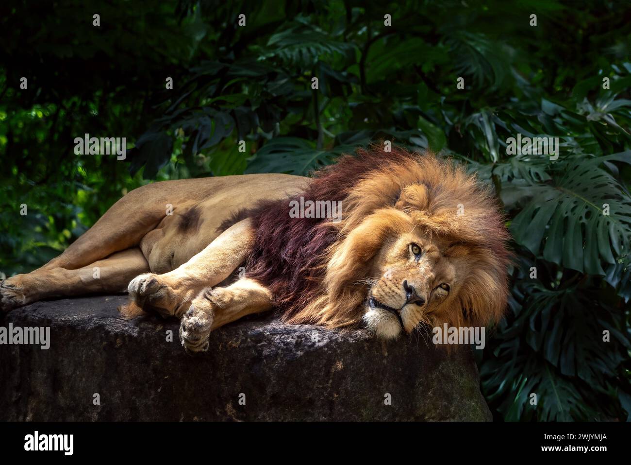 Leone dell'Africa sud-occidentale (Panthera leo bleyenberghi) - Leone dell'Angola disteso Foto Stock