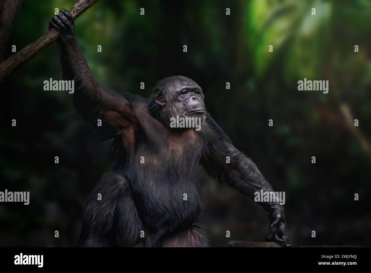Scimpanzé (Pan troglodytes) - grande scimmia Foto Stock