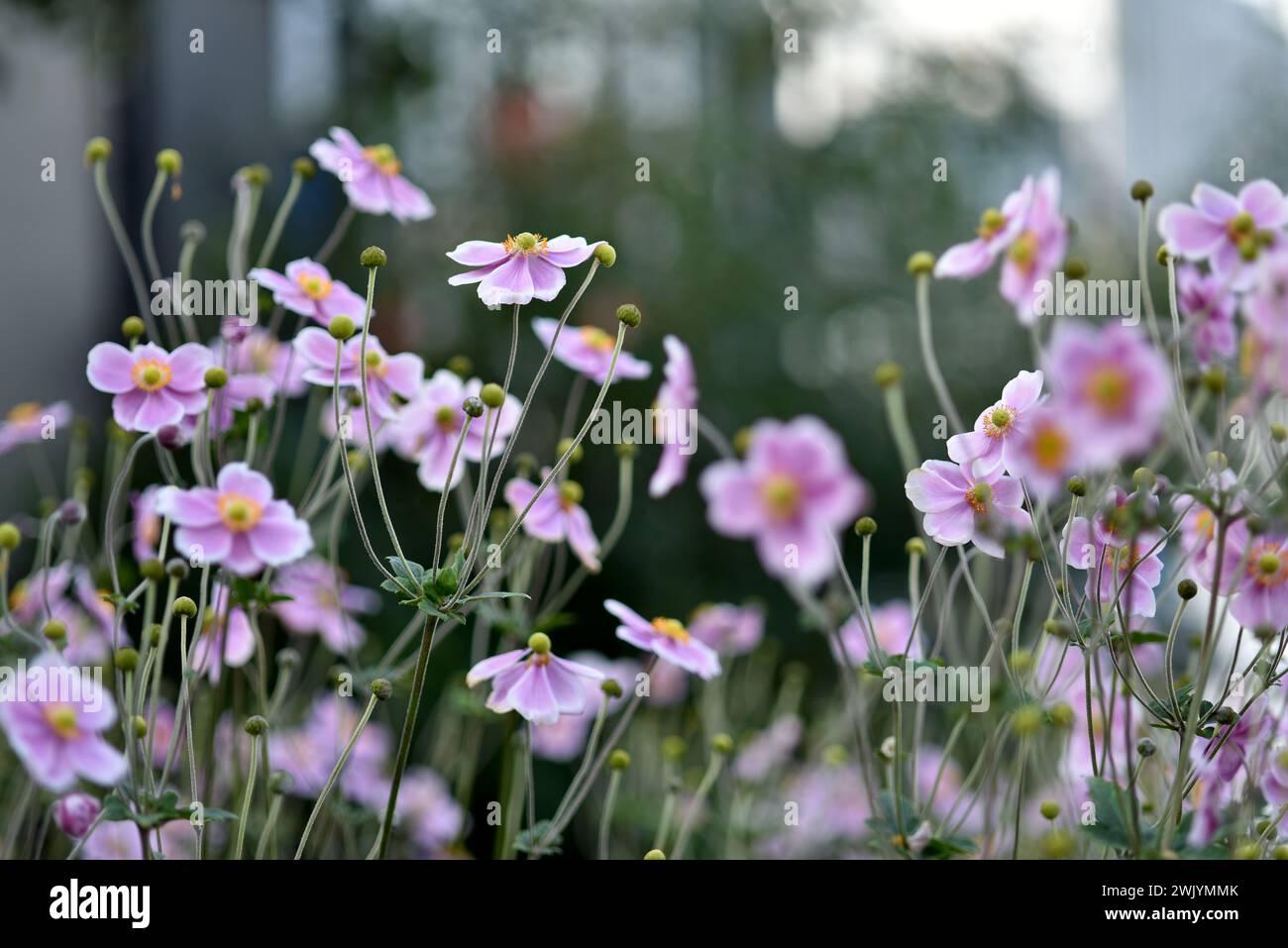 La pianta giapponese di anemone, o thimbleweed, fiorisce con fiori a forma di piattino. Arte floreale o sfondo. Foto Stock