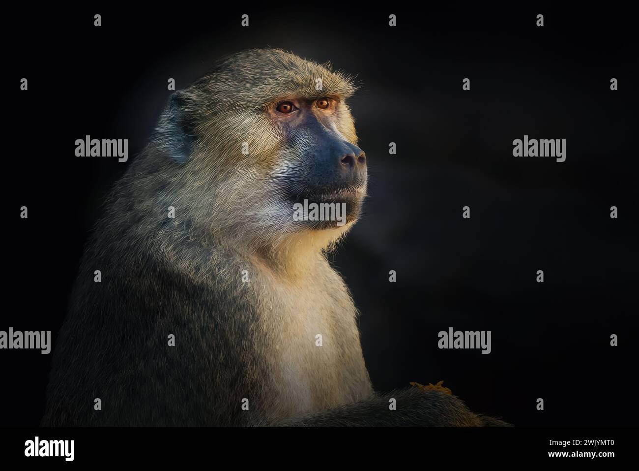 Olive Baboon (Papio anubis) - scimmia del Vecchio mondo Foto Stock