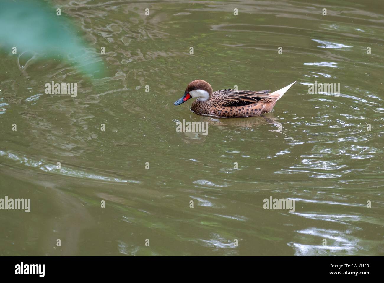 Pintail dalle guance bianche (Anas bahamensis) - nuoto Foto Stock