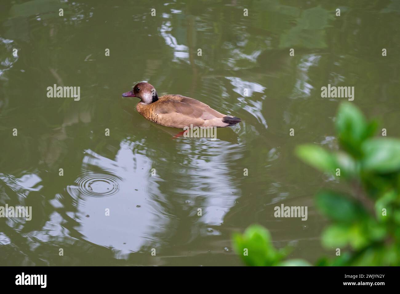 Nuotata in acqua brasiliana (Amazonetta brasiliensis) Foto Stock