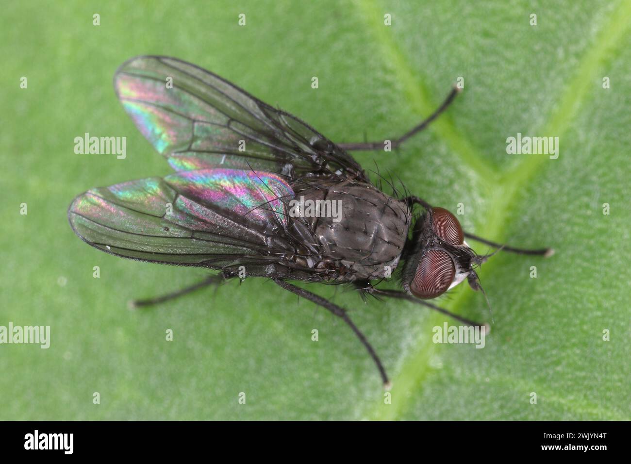 Mosca primaverile (Phorbia fumigata, sinonimo: P. securis). Vivi su erba, incl. cereali. Le larve portavano in un culo, facendole morire. Insetto sul retro. Foto Stock