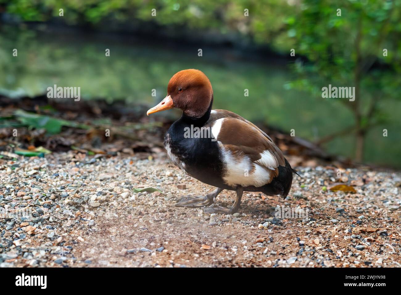 Uccello di frutteto con cresta rossa (netta rufina) Foto Stock