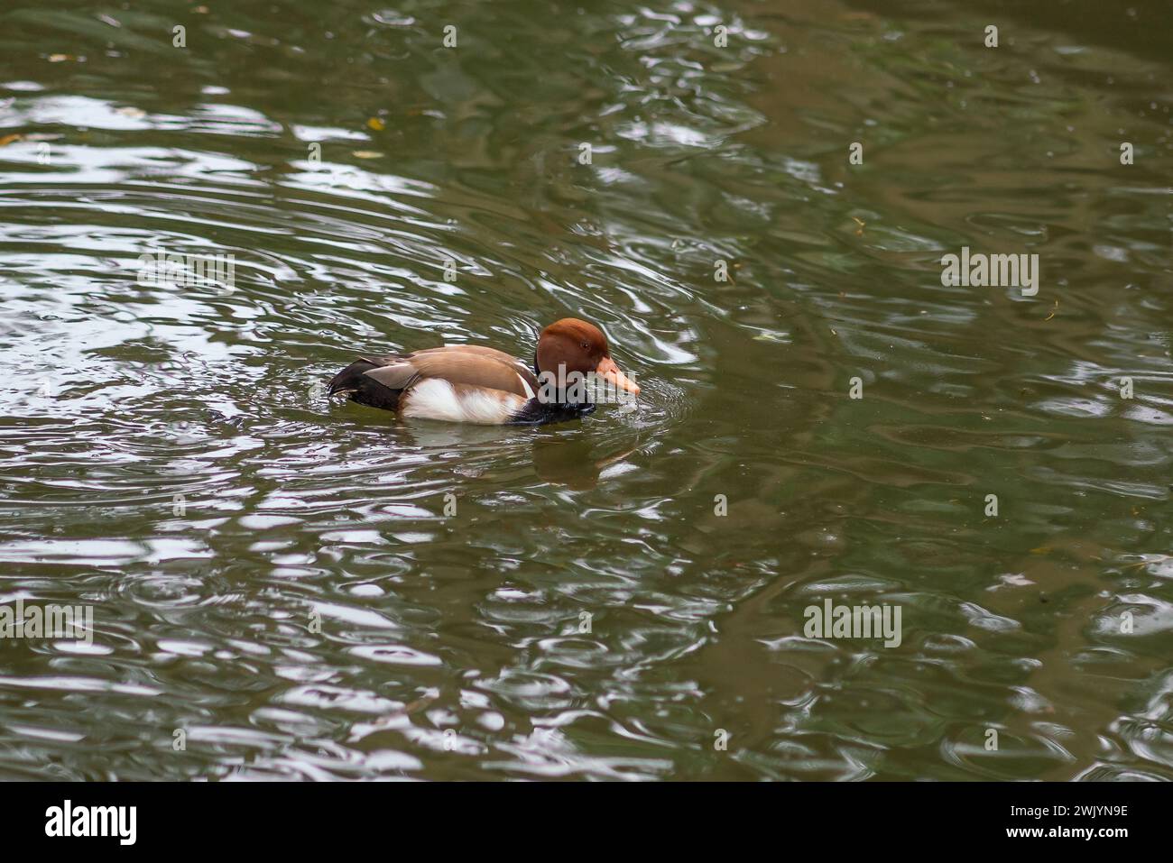 Nuoto di frutteto con cresta rossa (netta rufina) Foto Stock