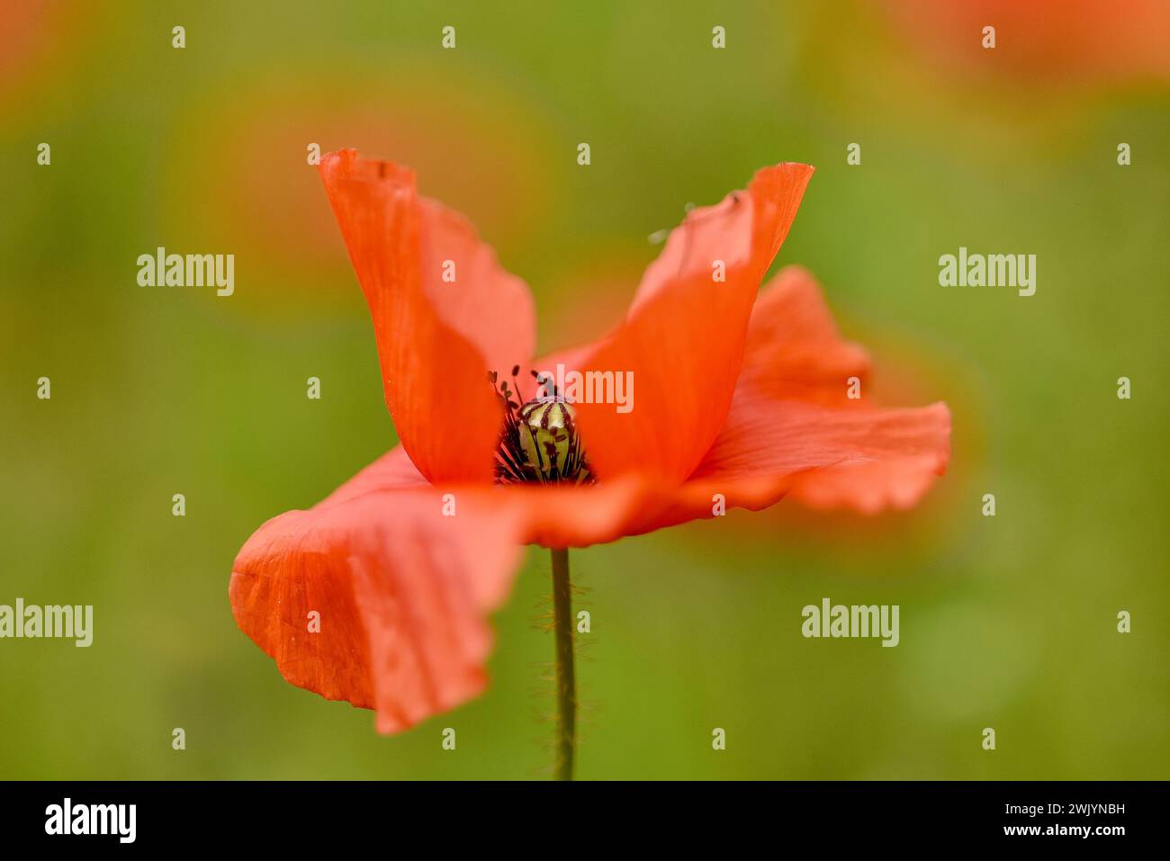 Petali rossi e stami neri di un fiore di papavero, fotografati in primo piano su uno sfondo verde sfocato all'aperto. Foto Stock