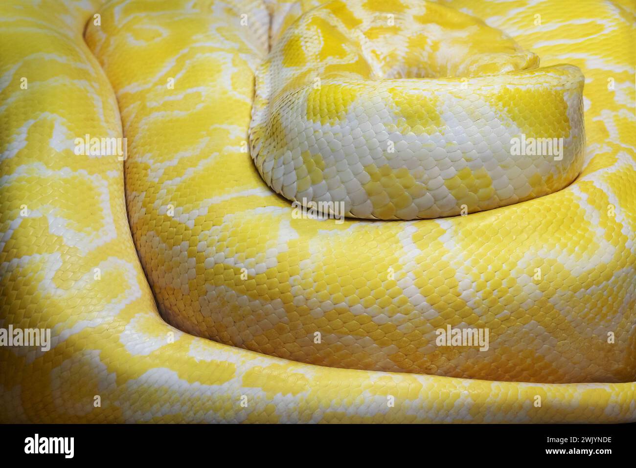 Albino Burmese Python Scales (Python bivittatus) - texture Foto Stock