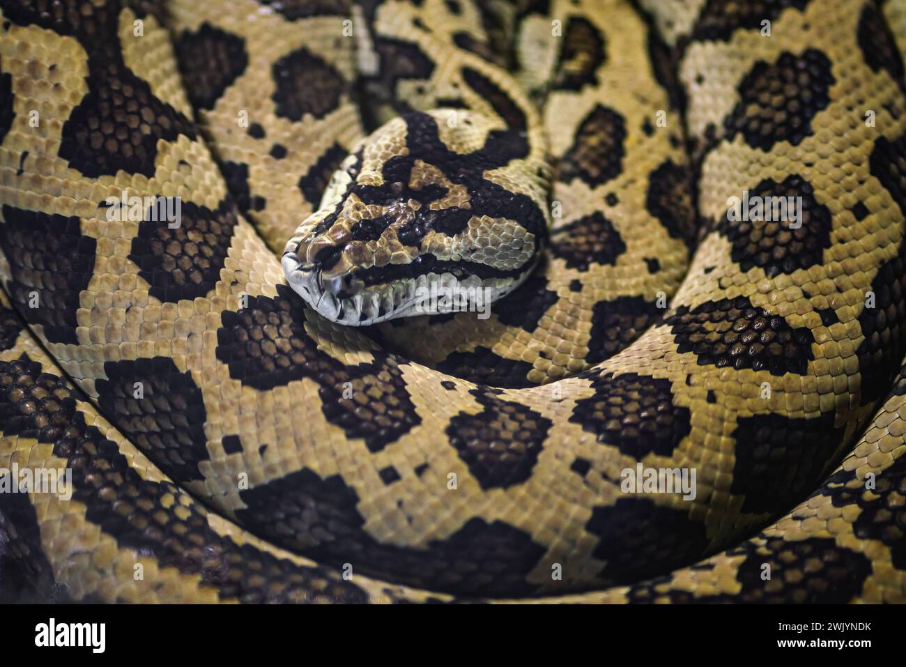 Serpente di pitone tappeto (Morelia spilota) Foto Stock