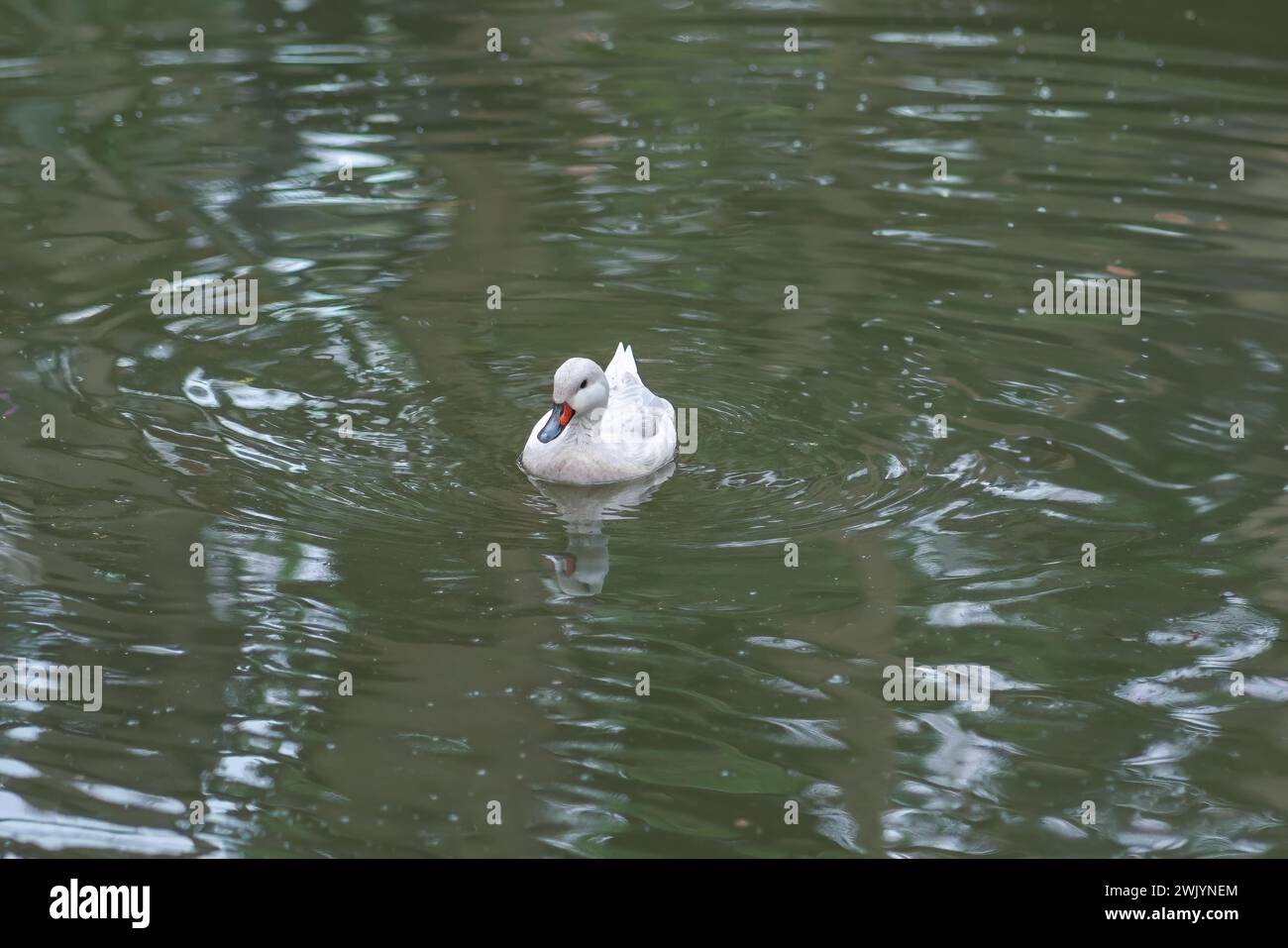 Pintail dalle guance bianche (Anas bahamensis) - variante bianca Foto Stock