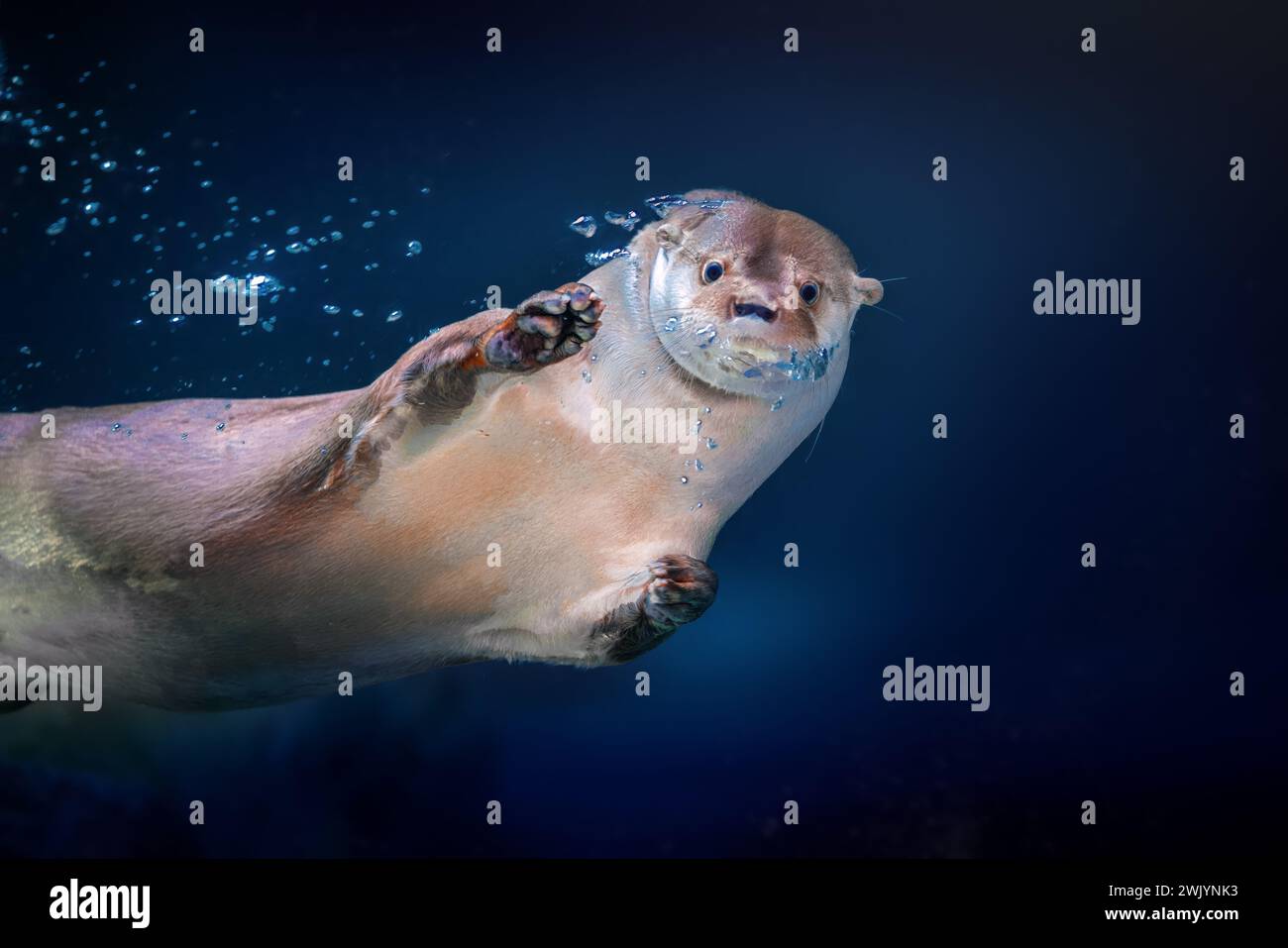 Lontra del fiume Neotropical (Lontra Longicaudis) immersioni subacquee Foto Stock