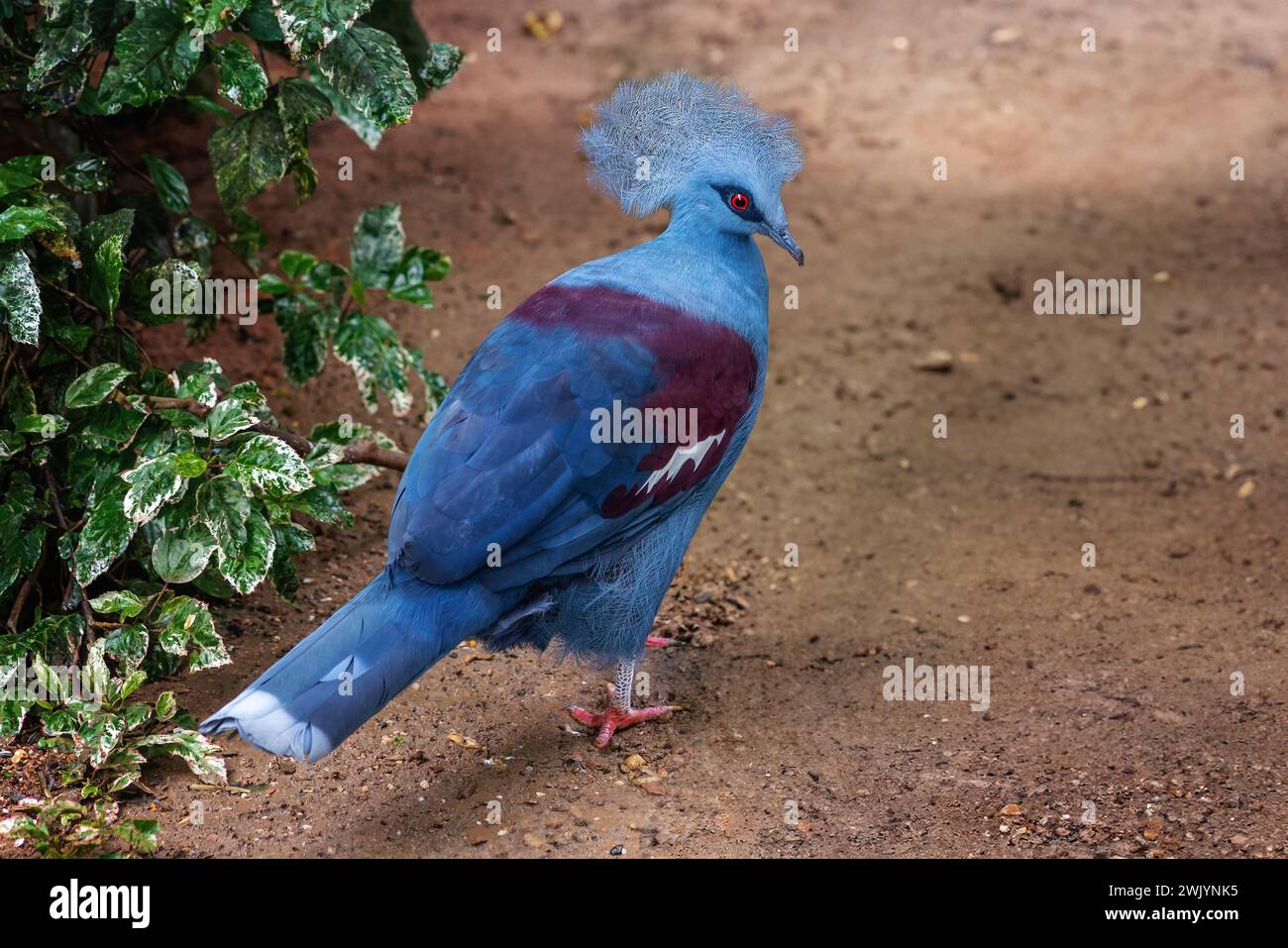 Piccione coronato occidentale (Goura cristata) Foto Stock