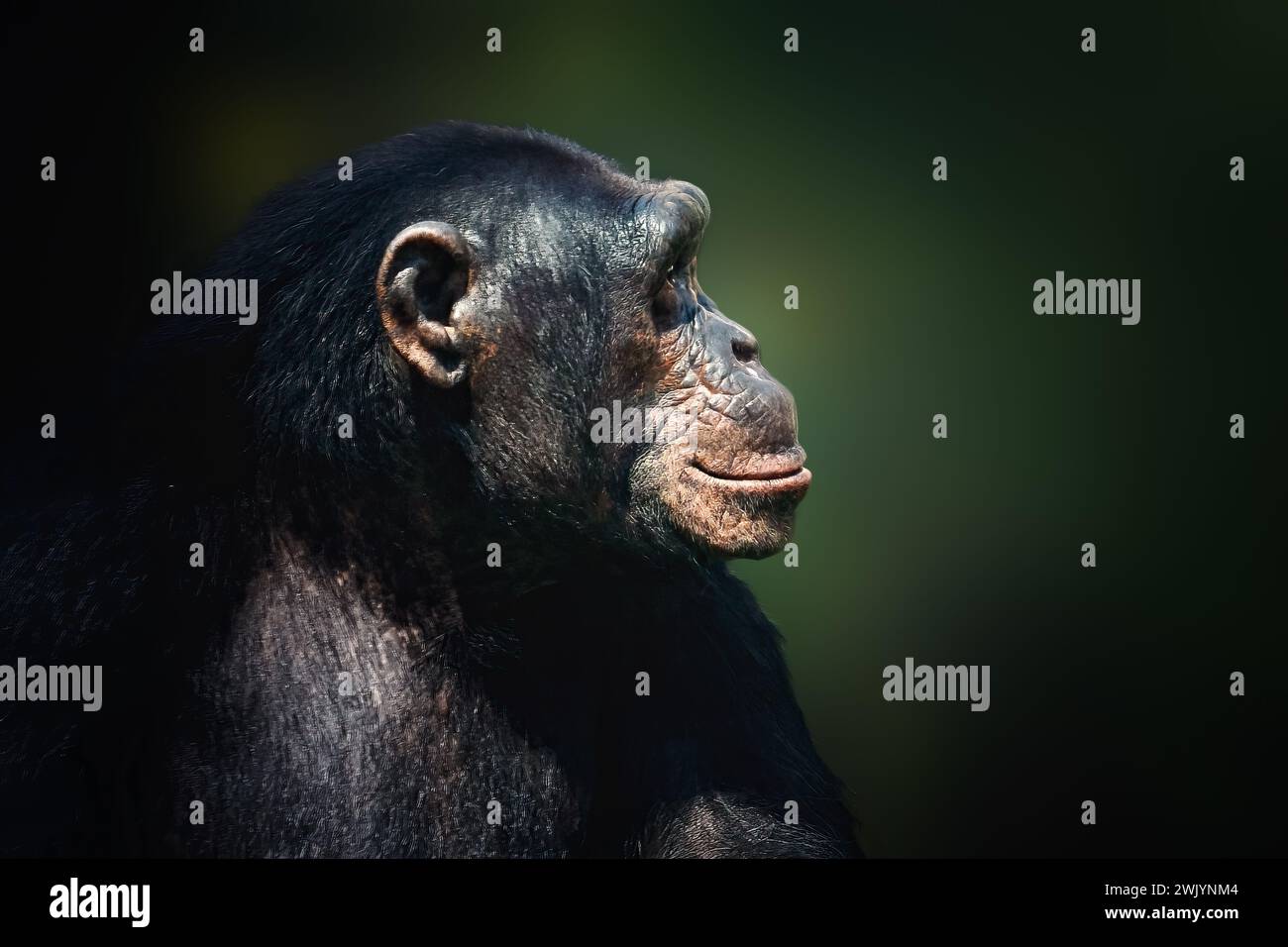 Scimpanzé (Pan troglodytes) - grande scimmia Foto Stock