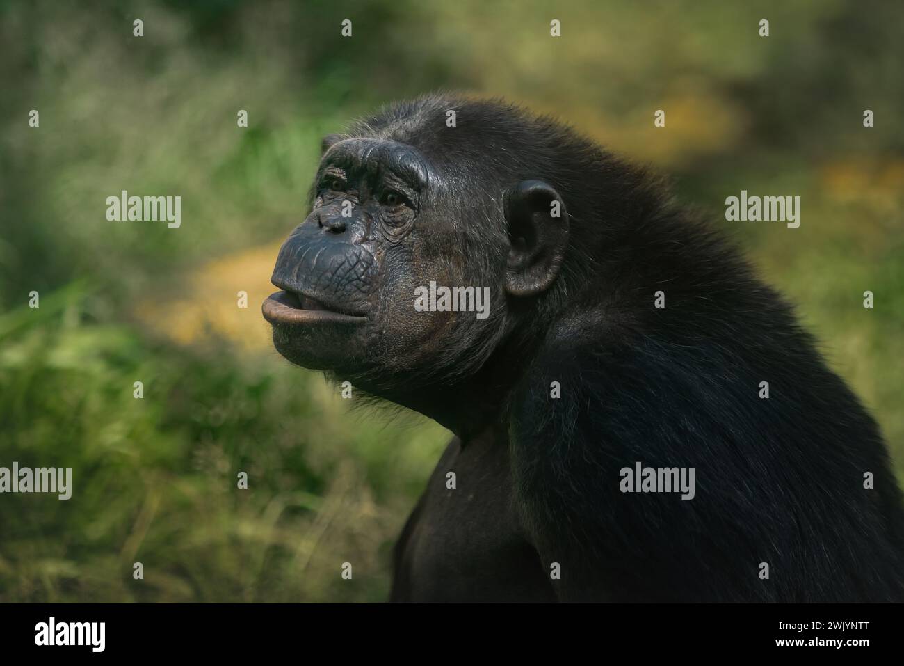 Scimpanzé (Pan troglodytes) - grande scimmia Foto Stock