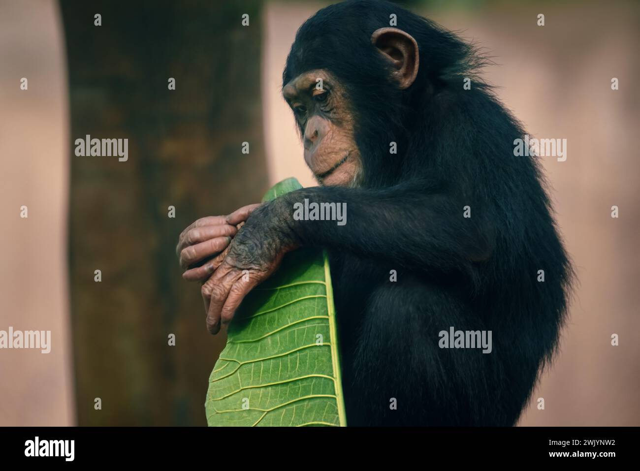 Baby Chimp - Chimpanzee (Pan troglodytes) Foto Stock