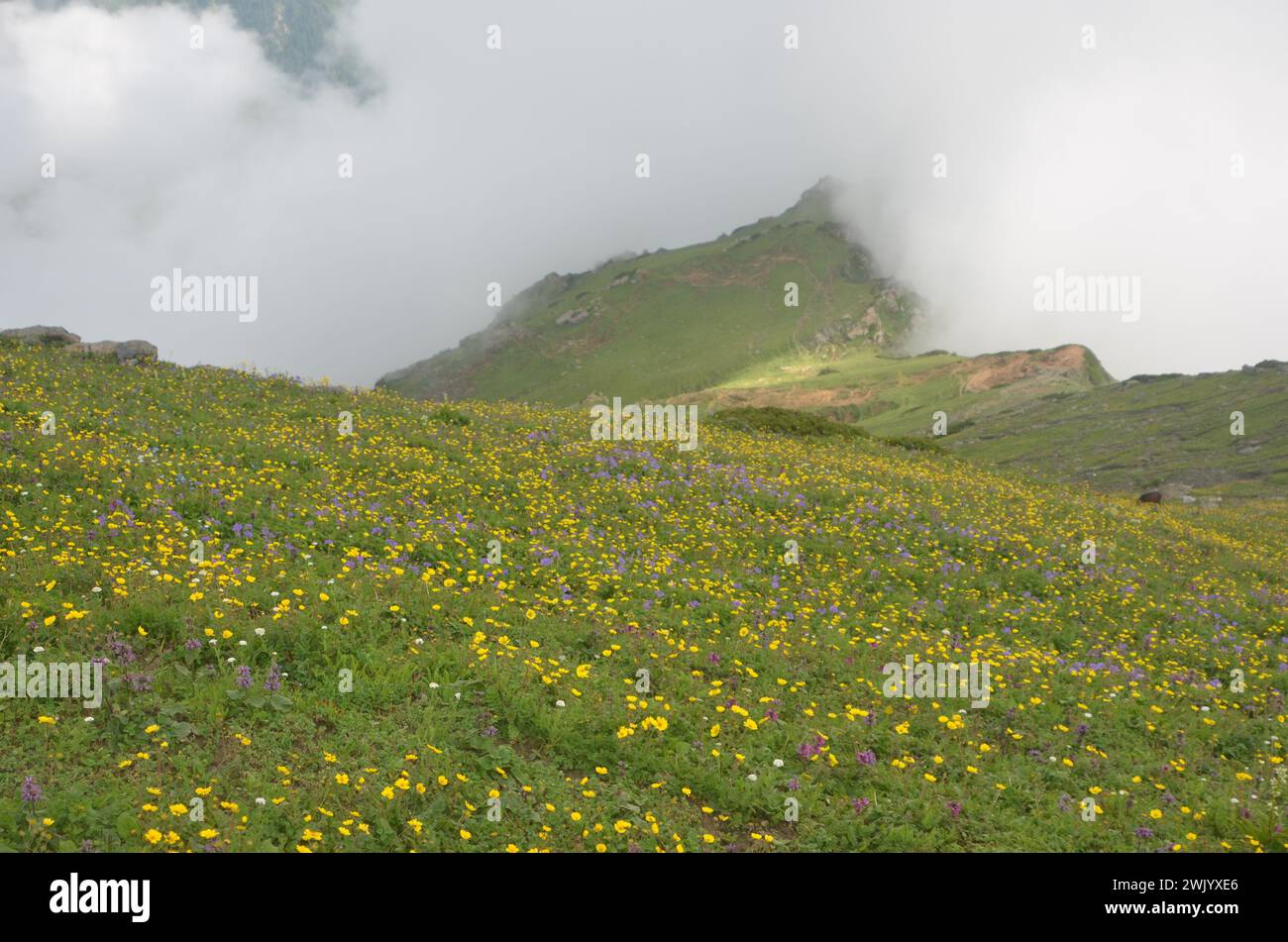 Zona alpina himalaya regione del Pakistan Foto Stock