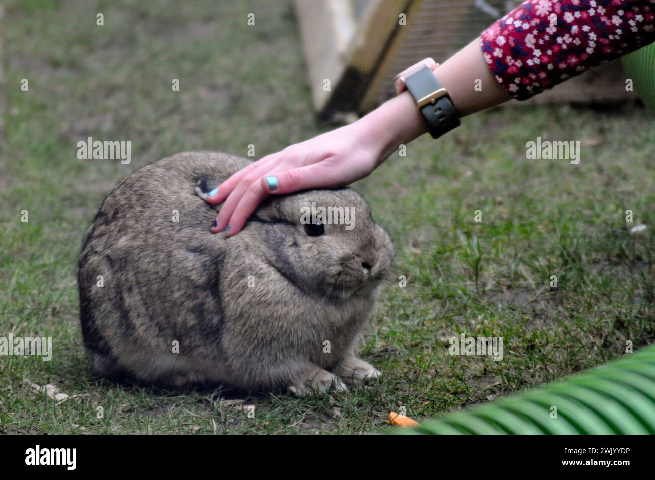 Un nano olandese di razza incrociata marrone accarezzato in un giardino Foto Stock