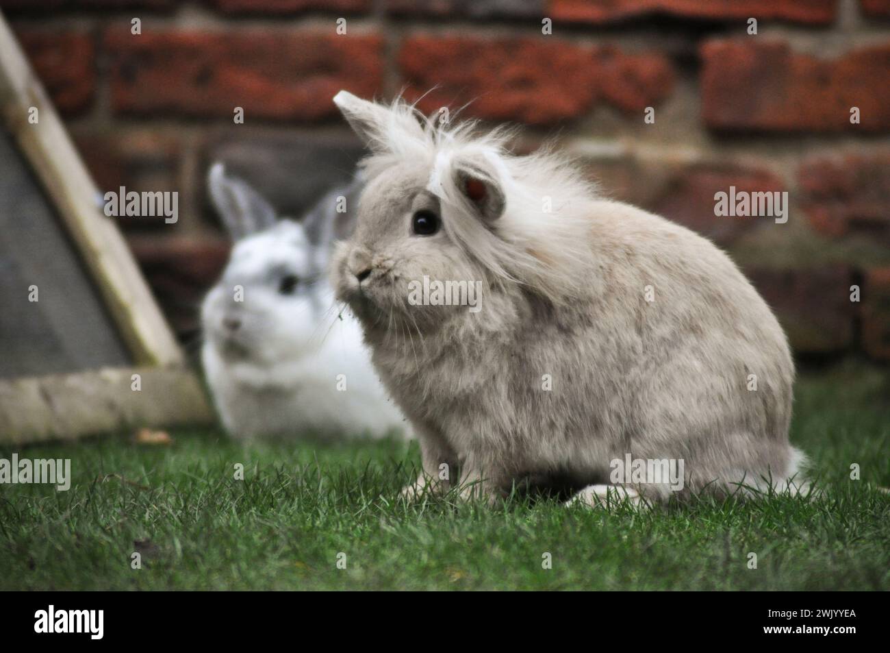 Giovane coniglio nano di colore sabbia in un giardino Foto Stock