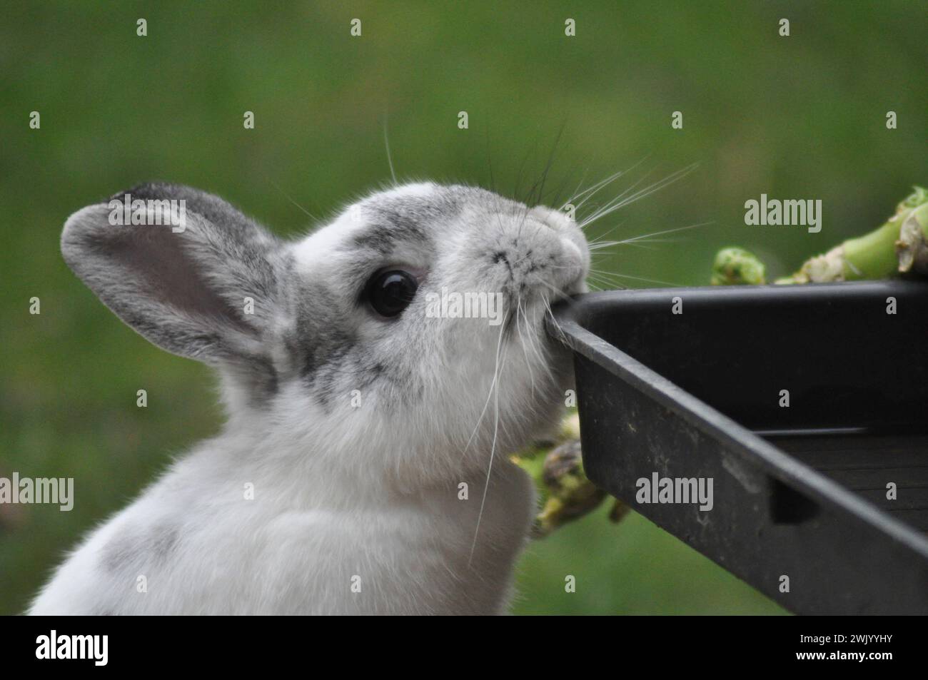 Un coniglio nano olandese di razza incrociata che gode della libertà di un giardino Foto Stock