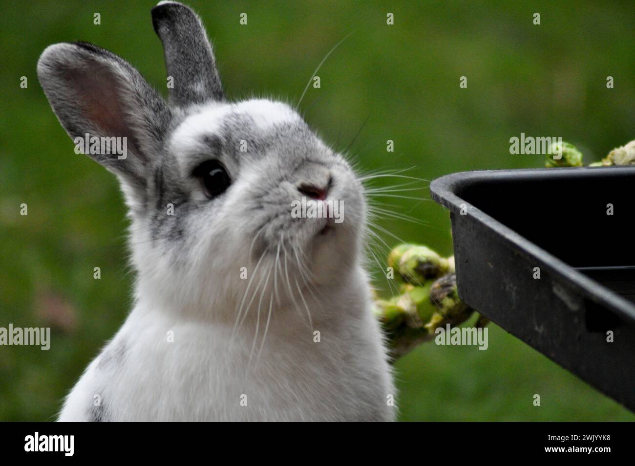 Un coniglio nano olandese di razza incrociata che gode della libertà di un giardino Foto Stock