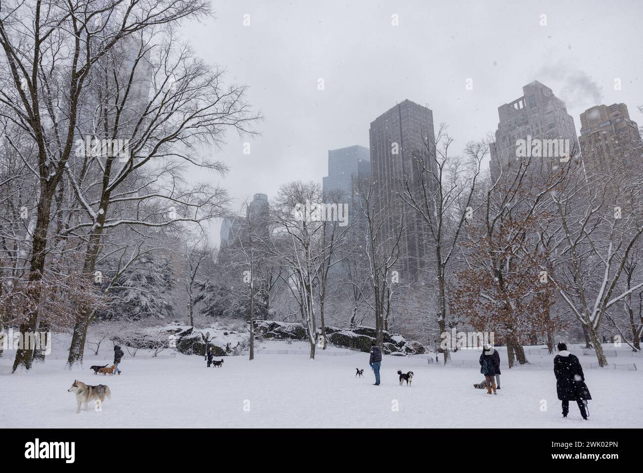 NEW YORK, N.Y. – 17 febbraio 2024: Persone e cani sono visti nel Central Park di Manhattan durante una nevicata. Foto Stock