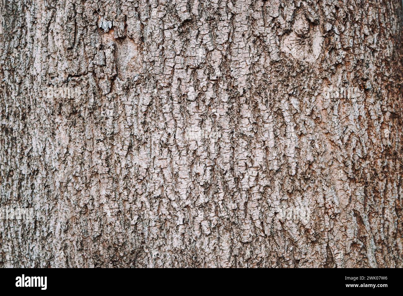 La consistenza in rilievo della corteccia bruna dell'albero in escrementi e crepe da vicino. Fondo in legno. Legno marrone, legno vecchio. Vecchio crac Foto Stock