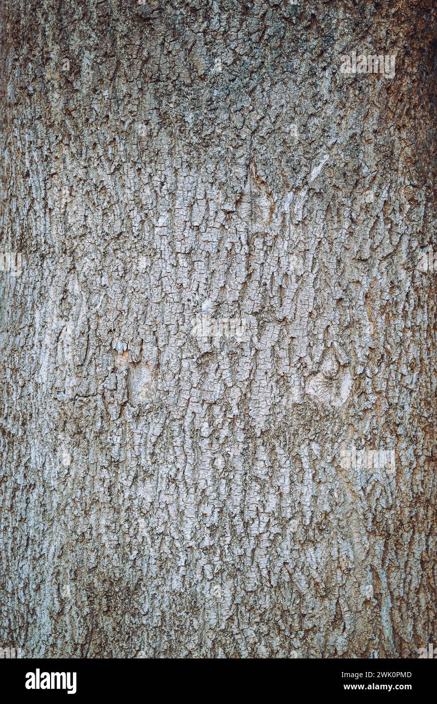 Consistenza ruvida della corteccia degli alberi con fessure. Vuoto in un tronco di albero. sfondo naturale. consistenza di corteccia di vecchio albero. Foto Stock
